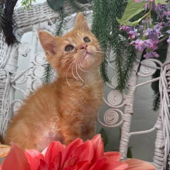 Little Star 56262 -  Domestic Short Hair Cat for Adoption in Eaton Rapids, Michigan - Little Star 56262 | PetCurious