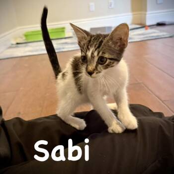 Sabi -  Domestic Short Hair Cat for Adoption in Sarasota, Florida - Sabi | PetCurious