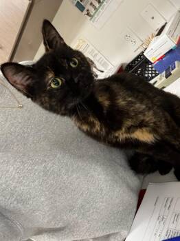 Renee -  Domestic Short Hair Cat for Adoption in Greenfield, Indiana - Renee | PetCurious