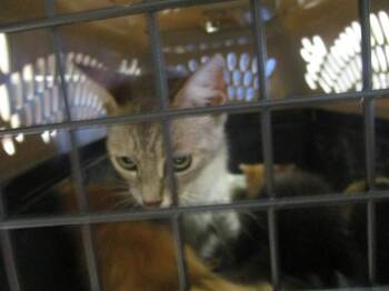 CATHERINE -  Domestic Short Hair Cat for Adoption in Ocala, Florida - CATHERINE | PetCurious