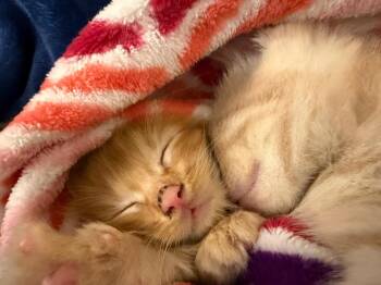 Domestic Short Hair Cats Available for Adoption in San Antonio, Texas - Sansa | PetCurious