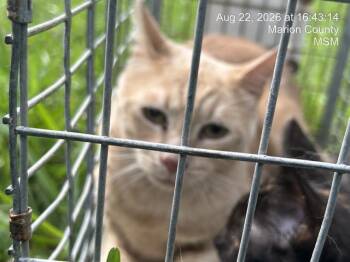 TANNER -  Domestic Short Hair Cat for Adoption in Ocala, Florida - TANNER | PetCurious