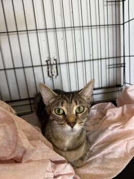 Mrs Roper -  Domestic Short Hair Cat for Adoption in Hendersonville, Tennessee - Mrs Roper | PetCurious