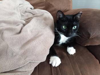 Vanilla Bean -  Tuxedo Cat for Adoption in Muncie, Indiana - Vanilla Bean | PetCurious