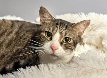 SNOWY -  Domestic Short Hair Cat for Adoption in Fort Lauderdale, Florida - SNOWY | PetCurious