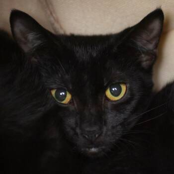 Rosy -  Domestic Short Hair Cat for Adoption in Middletown, Rhode Island - Rosy | PetCurious