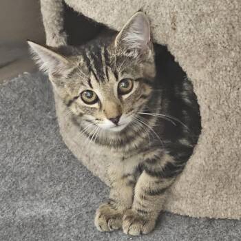 Smurfette -  Tabby Cat for Adoption in Richmond, Virginia - Smurfette | PetCurious