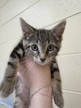 George -  Domestic Short Hair Cat for Adoption in Westland, Michigan - George | PetCurious