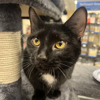 Rescue Tuxedo Cats for Adoption in Richmond, Virginia - Rebel | PetCurious