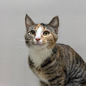 Wiggly -  Domestic Short Hair Cat Available for Adoption in State College, Pennsylvania - Wiggly | PetCurious