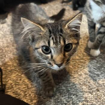 Rescue Domestic Medium Hair Cats for Adoption in Berkeley Springs, West Virginia - Grÿla | PetCurious