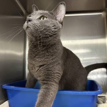Ron Burgundy -  Domestic Short Hair Cat for Adoption in La Grange Park, Illinois - Ron Burgundy | PetCurious