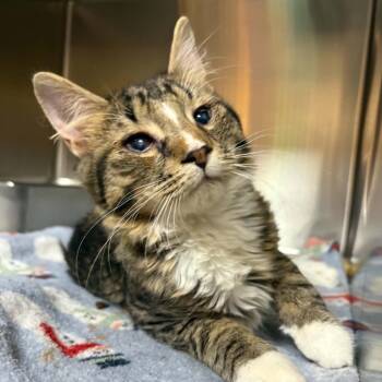 Mikey -  Domestic Short Hair Cat for Adoption in Shinnston, West Virginia - Mikey | PetCurious