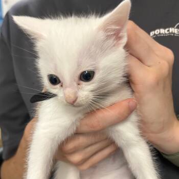 Rescue Domestic Short Hair Cats for Adoption in Summerville, South Carolina - Lynn | PetCurious