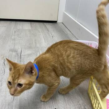 Elijah -  Domestic Short Hair Cat for Adoption in Franklin, North Carolina - Elijah | PetCurious