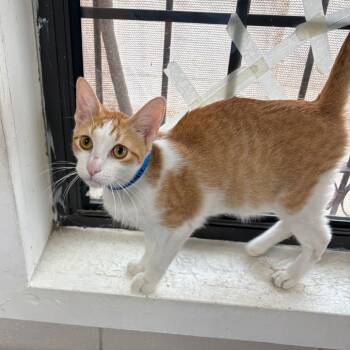 Rescue Domestic Short Hair Cats for Adoption in Laredo, Texas - Georgie | PetCurious