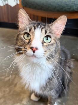 Domestic Medium Hair Cats Available for Adoption - Blazett | PetCurious