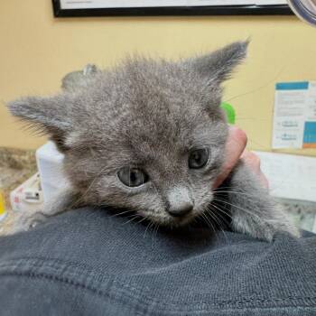 Blue -  Domestic Short Hair Cat for Adoption in Corinth, Mississippi - Blue | PetCurious