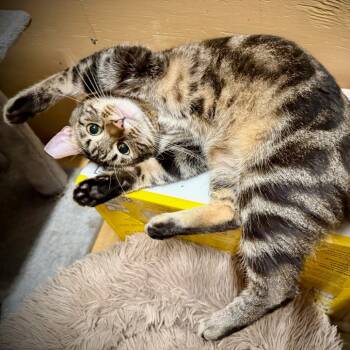 Rescue Domestic Short Hair Cats for Adoption in Tulsa, Oklahoma - King | PetCurious