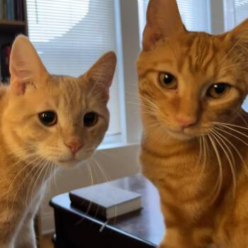 Domestic Short Hair Cats Available for Adoption - Amadeus & Agamemnon - We