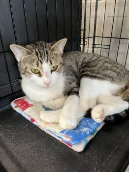 Tabby and Domestic Short Hair Cats Available for Adoption in Walnut Creek, California - Moriah | PetCurious