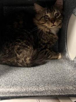 Domestic Short Hair Cats Available for Adoption in Daytona Beach, Florida - Meowtini | PetCurious