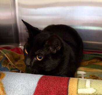 Baby -  Domestic Short Hair Cat for Adoption in Cincinnati, Ohio - Baby | PetCurious