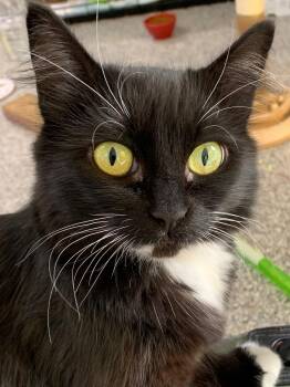 Rescue Domestic Short Hair Cats for Adoption in Battle Ground, Washington - Momma | PetCurious