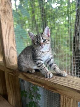 Domestic Short Hair Cats Available for Adoption in Groveland, Massachusetts - Hermes | PetCurious