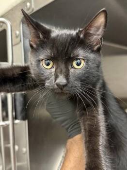 Animal Cracker -  Domestic Short Hair Cat for Adoption in Wichita, Kansas - Animal Cracker | PetCurious