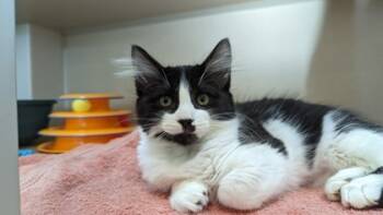 Rescue Domestic Medium Hair and Domestic Short Hair Cats for Adoption in Bellevue, Washington - Michael | PetCurious