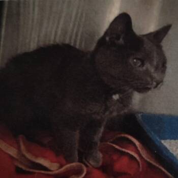 Russian Blue Cats Available for Adoption - Josie | PetCurious