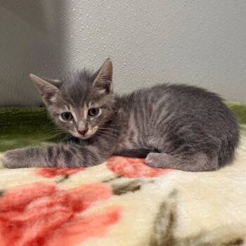 IVHS-Stray-144551 -  Domestic Short Hair Cat for Adoption in San Gabriel, California - IVHS-Stray-144551 | PetCurious