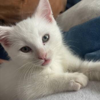 Timber -  Domestic Short Hair Cat for Adoption in Oakville, Ontario - Timber | PetCurious