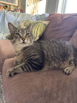Jude -  Domestic Short Hair Cat for Adoption in Worcester, Massachusetts - Jude | PetCurious