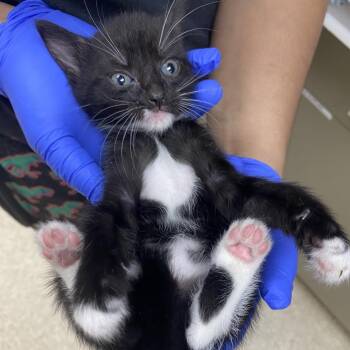 Domestic Short Hair Cats Available for Adoption in Columbus, Georgia - 05/02/2026-Stray-HamiltonRoad-2 | PetCurious