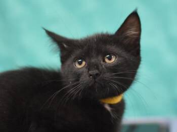 Morgana -  Domestic Short Hair Cat for Adoption in Portland, Oregon - Morgana | PetCurious