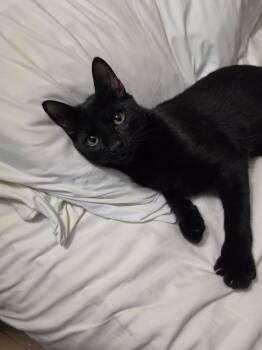Bear -  Domestic Short Hair Cat for Adoption in Beverly Hills, California - Bear | PetCurious