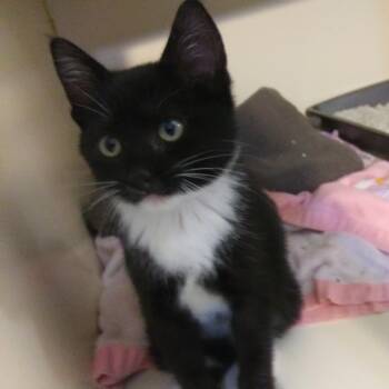 Willoughby -  Domestic Short Hair Cat for Adoption in PORT WENTWRTH, Georgia - Willoughby | PetCurious
