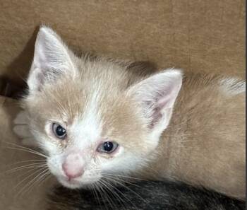 Domestic Short Hair Cats Available for Adoption in Dallas, Texas - STEVE | PetCurious