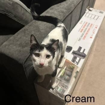Domestic Short Hair Cats Available for Adoption - Cream | PetCurious