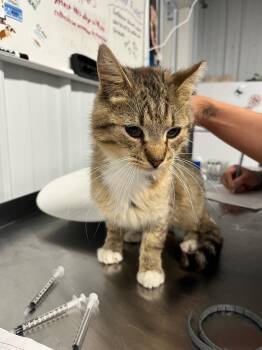 Thomas- silo -  Domestic Short Hair Cat for Adoption in Pierceton, Indiana - Thomas- Silo | PetCurious