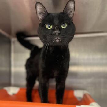 Domestic Short Hair Cats Available for Adoption in Salt Lake City, Utah - Merlin | PetCurious