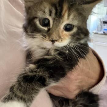 Jalen -  Domestic Medium Hair Cat for Adoption in Roslyn Heights, New York - Jalen | PetCurious