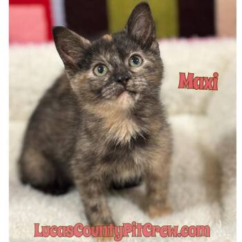 Rescue American Shorthair and Tortoiseshell Cats for Adoption in Toledo, Ohio - Maxi | PetCurious