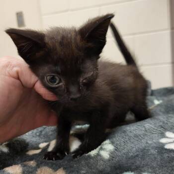 Margot -  Domestic Short Hair Cat for Adoption in Lake Panasoffkee, Florida - Margot | PetCurious