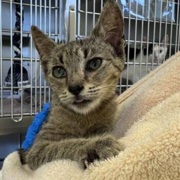 Twilight -  Domestic Short Hair Cat for Adoption in Richmond, Virginia - Twilight | PetCurious