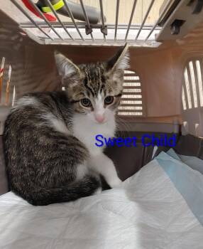 Sweet Child -  Domestic Short Hair Cat for Adoption in Shawnee, Kansas - Sweet Child | PetCurious