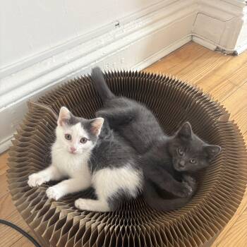 Domestic Short Hair Cats Available for Adoption - Cord And Sconce  | PetCurious