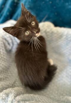 Rescue Domestic Short Hair Cats for Adoption in Sonora, California - Nubby | PetCurious